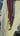 Dark Cocoa | LONG LACES