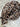 Amur Panthera | VIVID collection