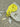 Neon Yellow | LONG COLLECTION