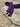 Dark Purple | SHORT LACES