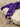 Very Purple | LONG LACES